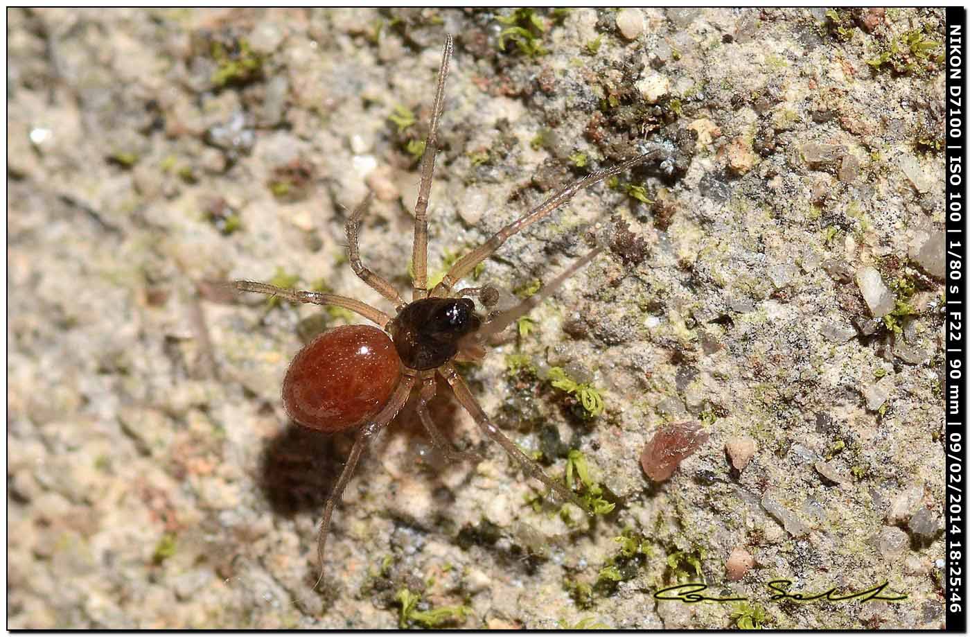 Ostearius melanopygius (?) - Ittiri (SS)